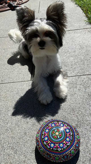 A picture of a small white and black dog laying down next to a colorful mandala stone